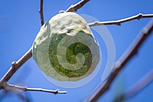 Cherimoya (Species Annona cherimola), close up Detail , a tropical fruit believed to be native to Ecuador and Peru, with