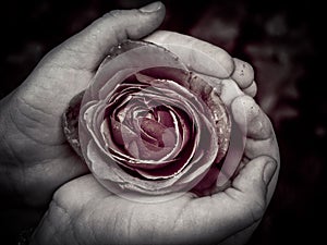 Cherished imperfect rose