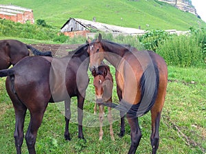 Cherkess horses