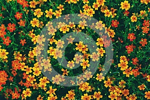 Chernobrivtsy flowers bloom in the garden. Selective focus.