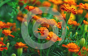 Chernobrivtsy flowers bloom in the garden. Selective focus.