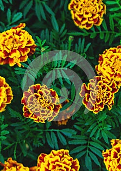 Chernobrivtsy flowers bloom in the garden. Selective focus.