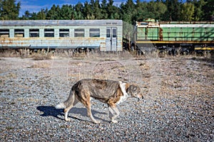 Chernobyl exclusion area