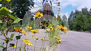 Chernobyl Pripyat wild flowers and bee in amusement park