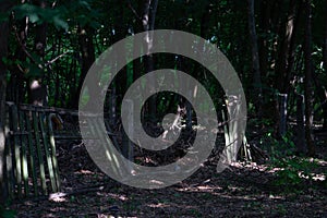 Chernobyl / Ukraine  Chernobyl exclusion zone. Ruins of abandoned places. Zone of high radioactivity. Ruins of buildings