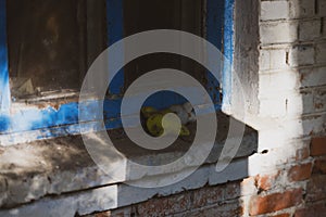 Chernobyl / Ukraine  Chernobyl exclusion zone. Ruins of abandoned places. Zone of high radioactivity. Ruins of buildings