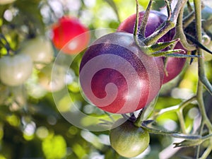 Cherokee Purple Cherry tomatoes growing on vine