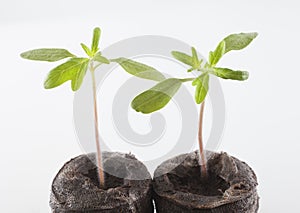 Cherokee purple seedlings