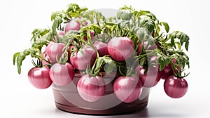 Cherokee Purple Tomato plant in a pot on white background