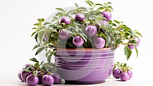 Cherokee Purple Tomato plant in a pot on white background