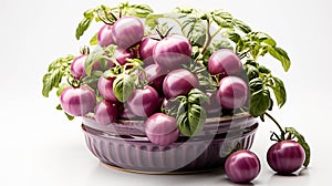 Cherokee Purple Tomato plant in a pot on white background