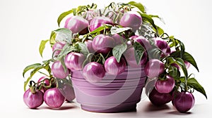 Cherokee Purple Tomato plant in a pot on white background