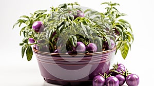 Cherokee Purple Tomato plant in a pot on white background