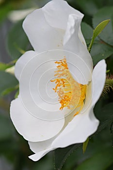 Cherokee rose