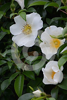 Cherokee rose