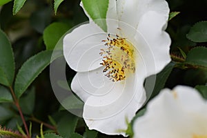 Cherokee rose