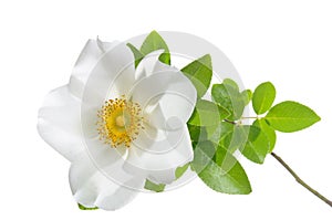 Cherokee Rose Flower photo