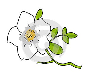Cherokee rose illustration vector isolated
