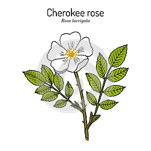 Cherokee rose Rosa laevigata the official state flower of Georgia