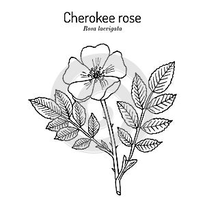 Cherokee rose Rosa laevigata the official state flower of Georgia