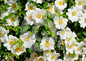 Cherokee Roses photo