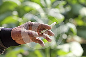 Cheroot , native cigarette