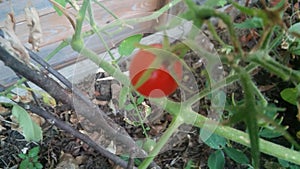 Cherri tomatoes red tiny tomatoes