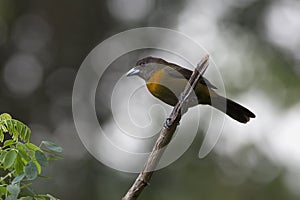 Cherrie`s Tanager, Female Remphocelus costaricensis