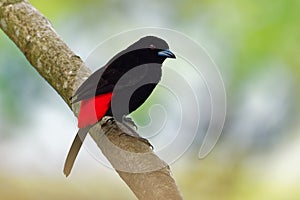 Cherrie`s Tanager - Ramphocelus costaricensis is a medium-sized black and scarlet passerine bird