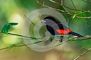 Cherrie`s Tanager - Ramphocelus costaricensis is a medium-sized black and scarlet passerine bird