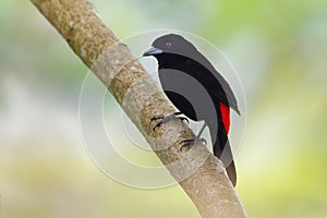 Cherrie`s Tanager - Ramphocelus costaricensis is a medium-sized black and scarlet passerine bird