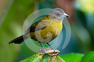 Cherrie`s Tanager - Ramphocelus costaricensis is a medium-sized passerine bird. This tanager is a resident breeder in the Pacific