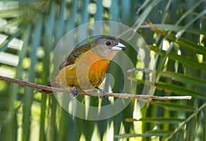 Cherrie`s Tanager Ramphocelus costaricensis Panama