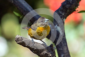 Cherrie`s Tanager Ramphocelus costaricensis Panama