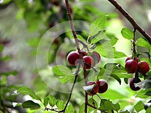 Cherries