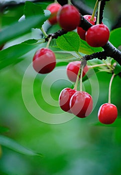 Cherries