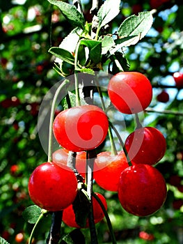 Cherries