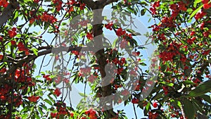 Cherries in Abundance in Ceres