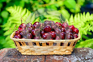 Cherries basket harvest