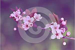 Cherries Blossom tree over nature background