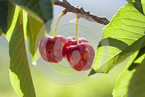 Cherries on the branch of the cherry tree on a sunny day with protected origin domination of Valle del Jerte, Extremadura, Spain.