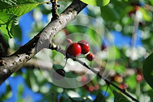 Cherries on a branch sunny