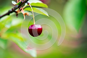 Cherries on the branch photo