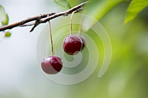 Cherries on the branch photo