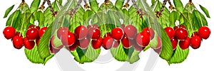 Cherries on a branch on white background