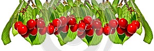 Cherries on a branch on white background