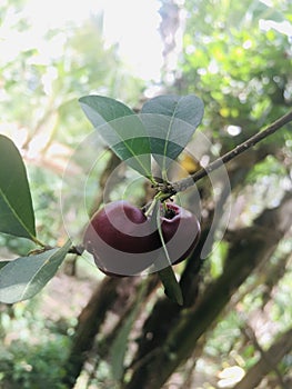 Cherries, a delicious fruit found in Srilanka.