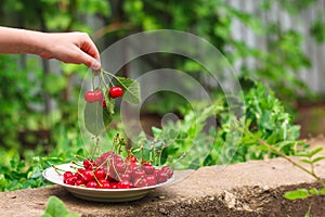 Cherries, fruit berries, harvest ripe and juicy fruits. top copy space. food background
