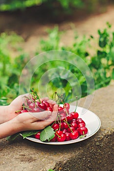 Cherries, fruit berries, harvest ripe and juicy fruits. top copy space. food background