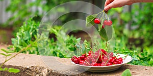 Cherries, fruit berries, harvest ripe and juicy fruits. top copy space. food background